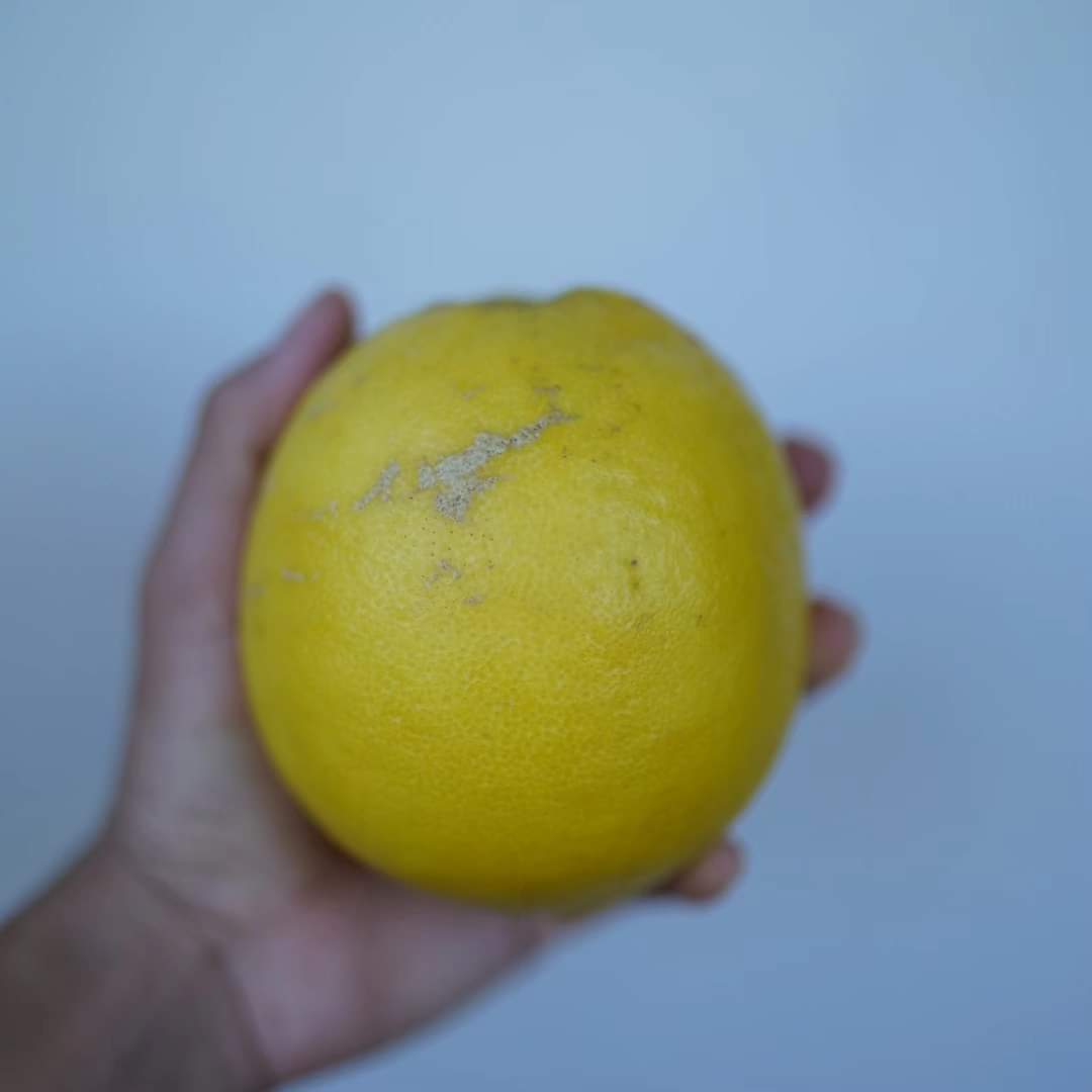 Pomelo - Salt River (cold-hardy)