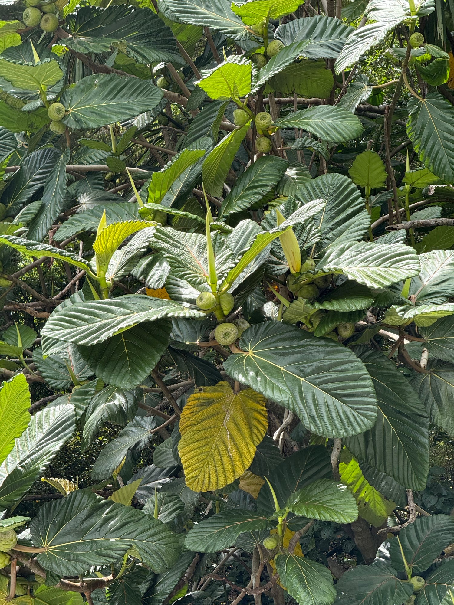 Dinner plate fig - Ficus dammaropsis