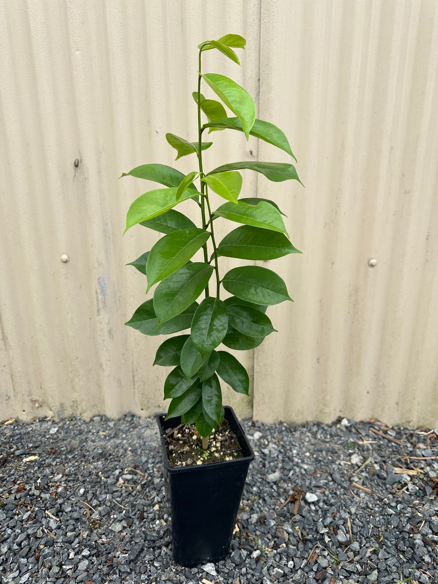 Soursop plant