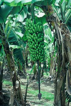 Banana - High Noon (Dessert Banana) flyingdragonnursery