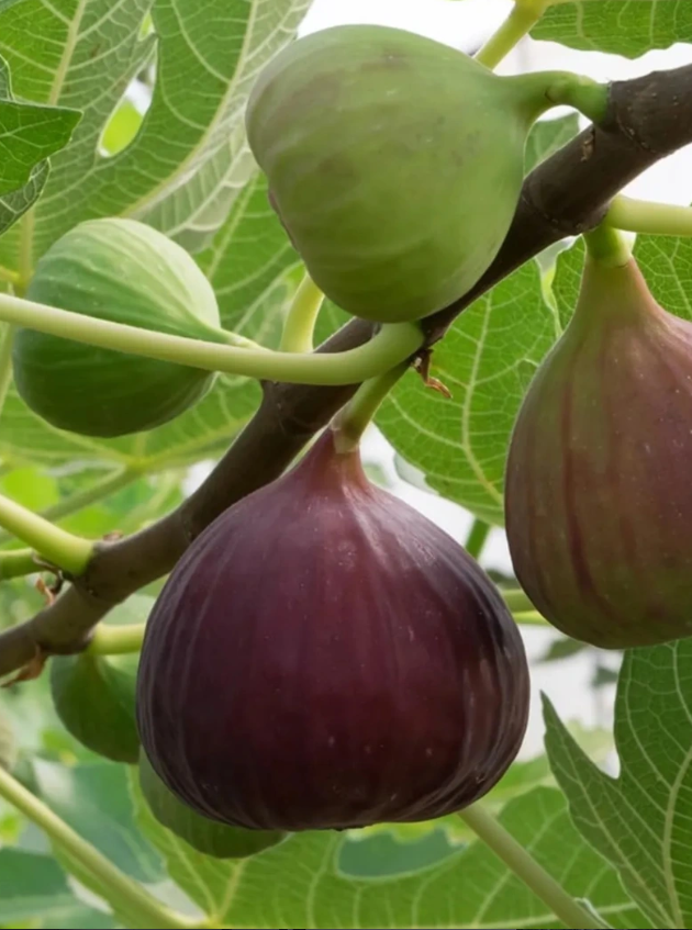 Fig -  Vlassoff flyingdragonnursery