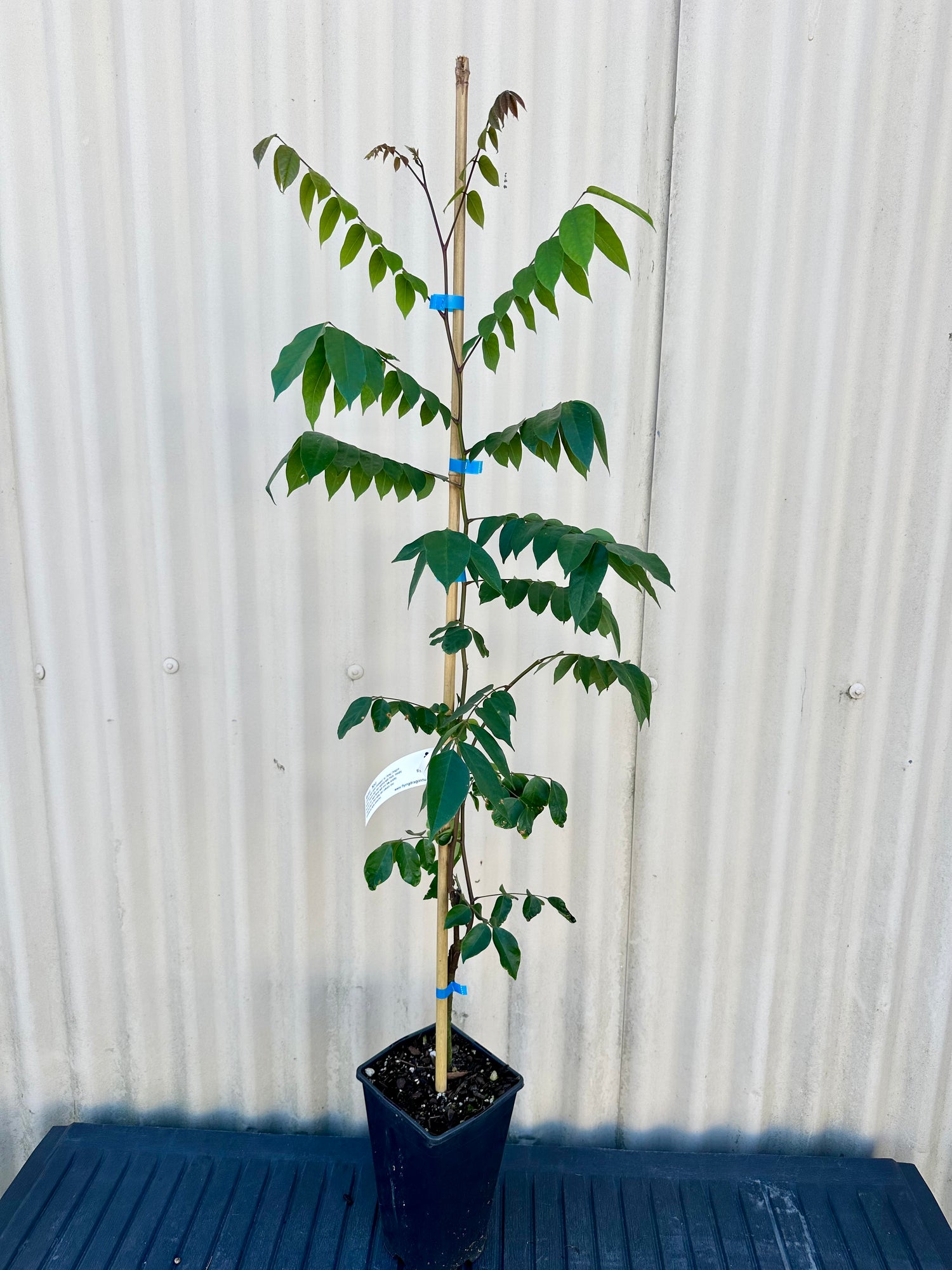Starfruit, Carambola - Nova (Grafted) flyingdragonnursery