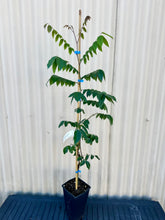 Starfruit, Carambola - Nova (Grafted) flyingdragonnursery