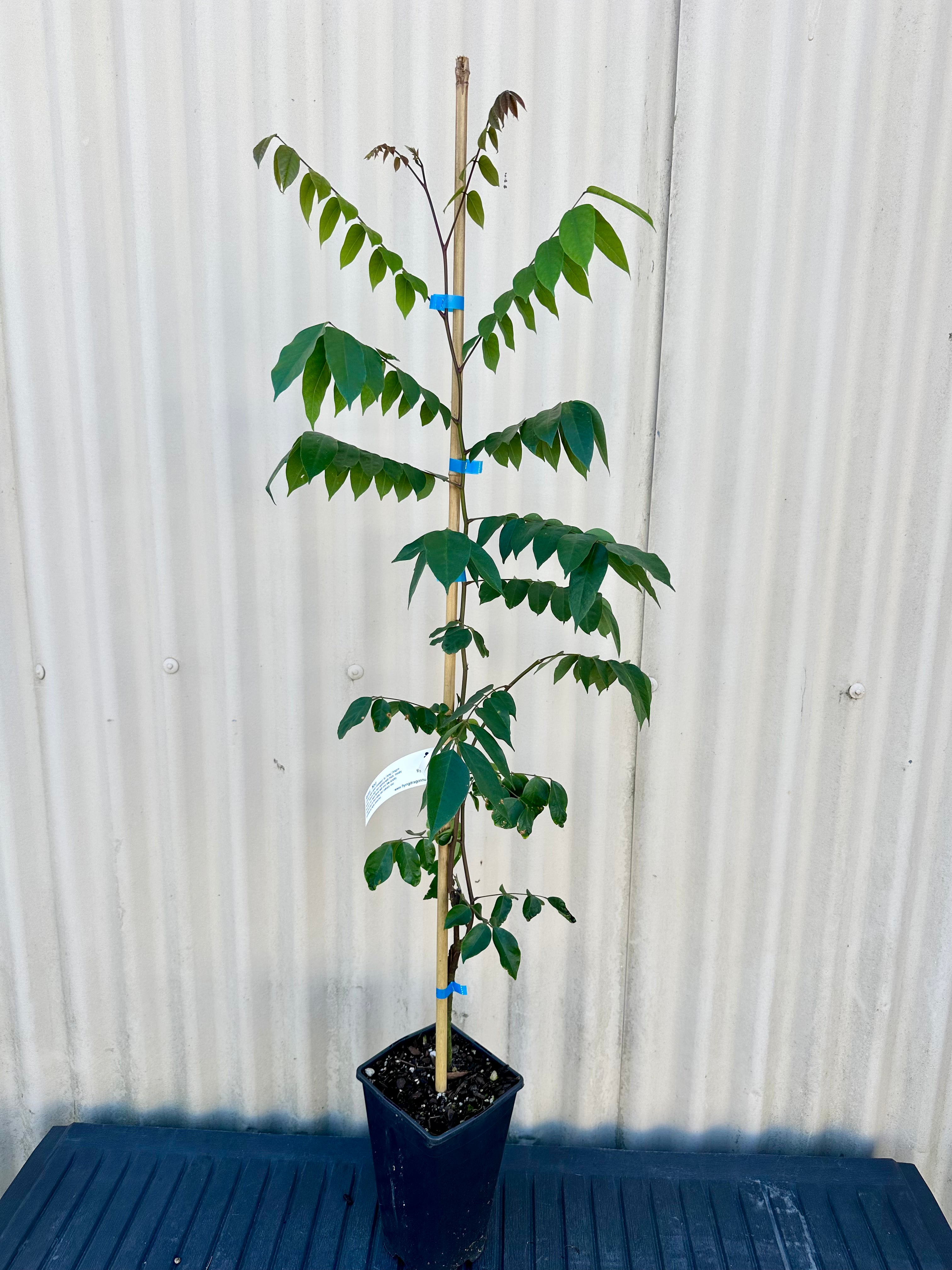 Starfruit, Carambola - Nova (Grafted) flyingdragonnursery