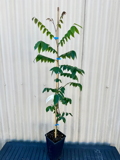 Starfruit, Carambola - Nova (Grafted) flyingdragonnursery