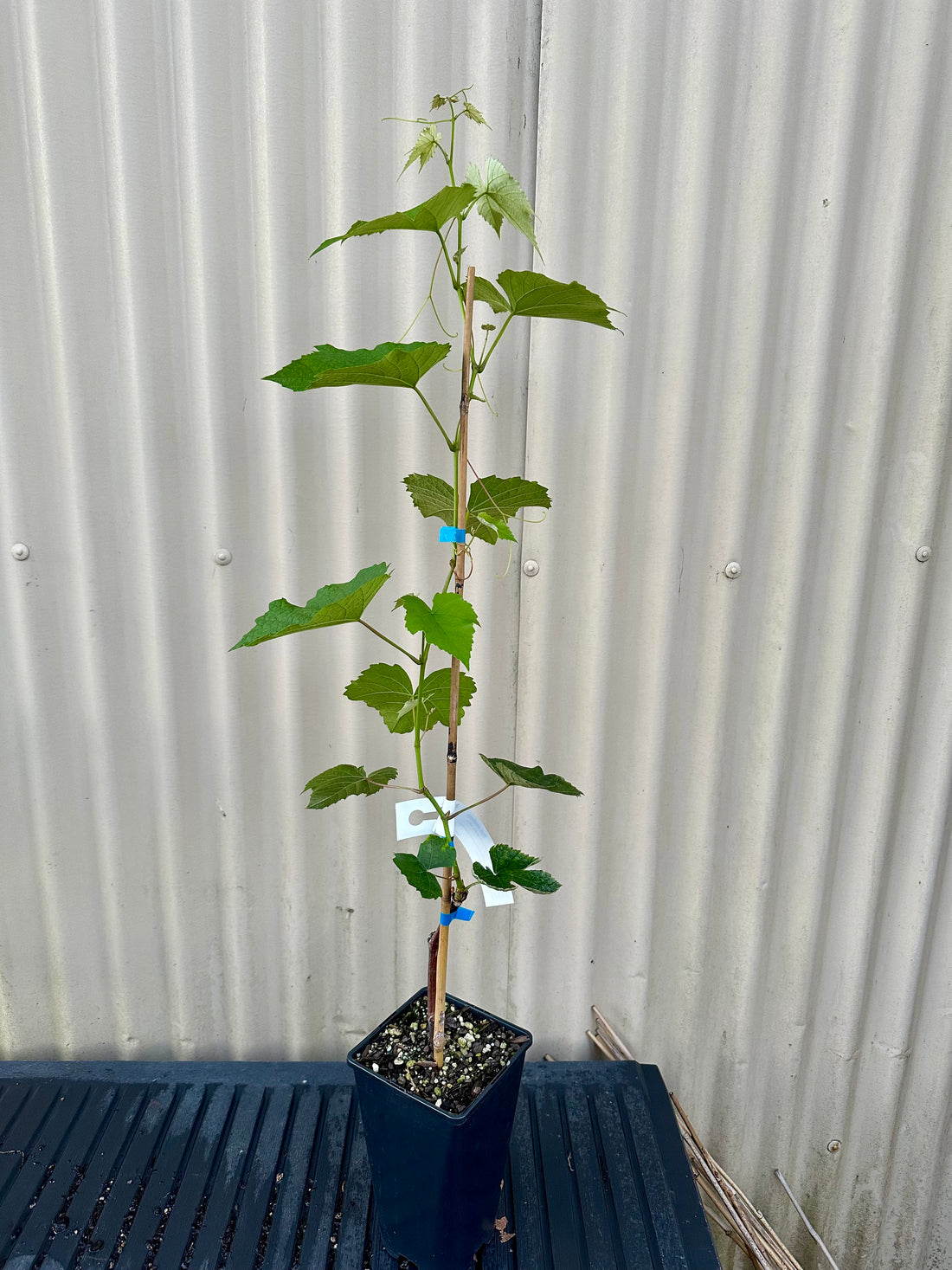Grape - Candice Seedless flyingdragonnursery