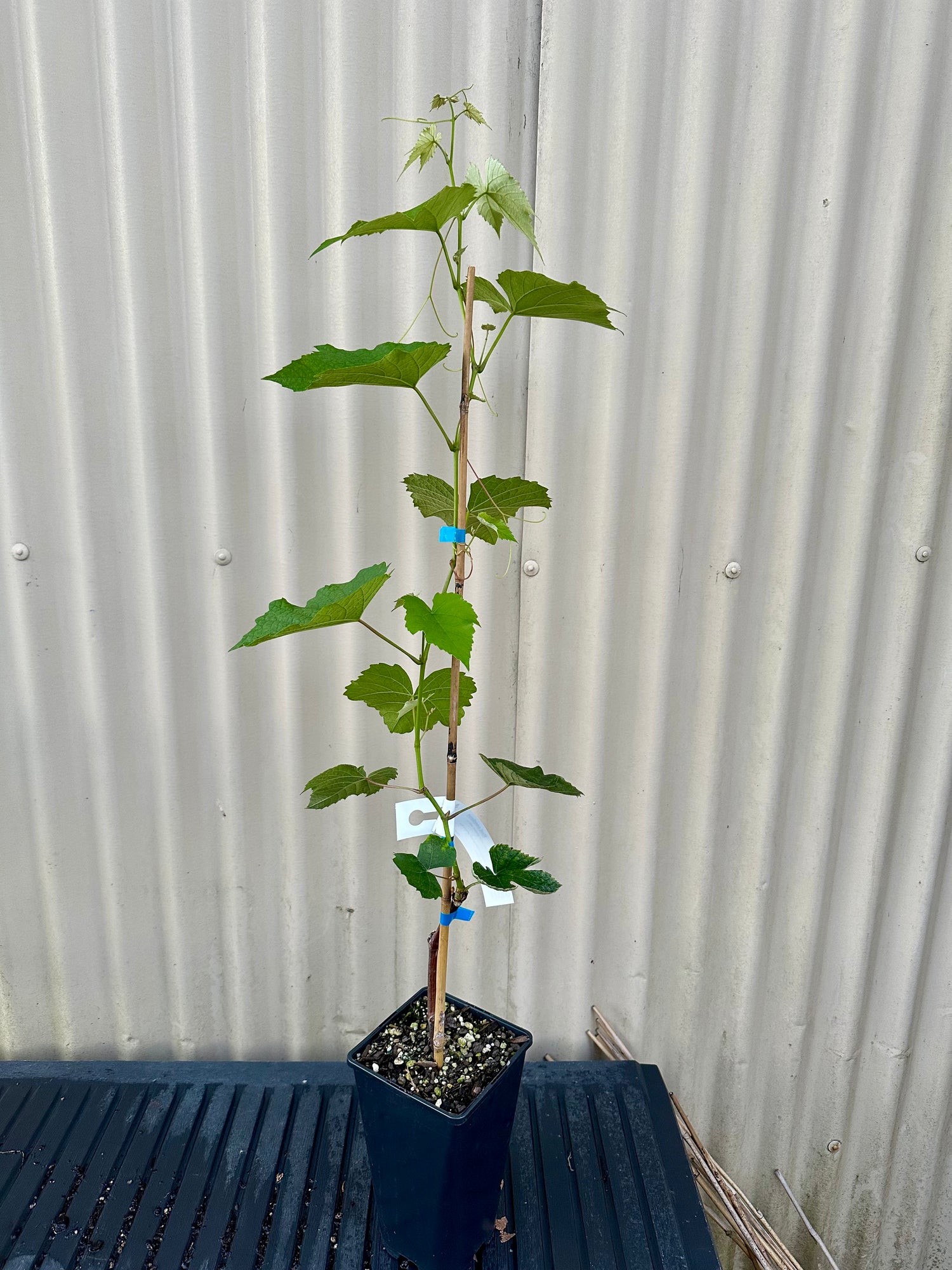 Grape - Candice Seedless flyingdragonnursery