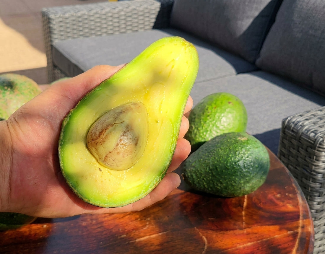Avocado - Hellen