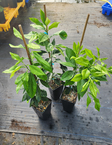 Pomelo - Pink flesh – flyingdragonnursery
