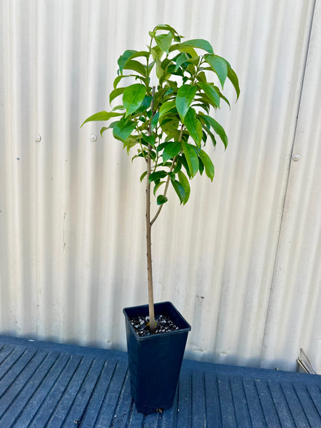 Soursop plant