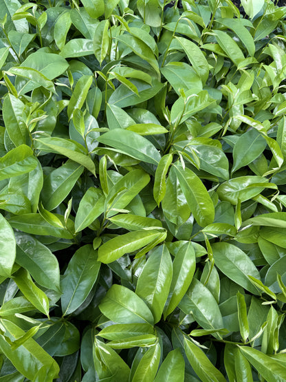 Soursop plant