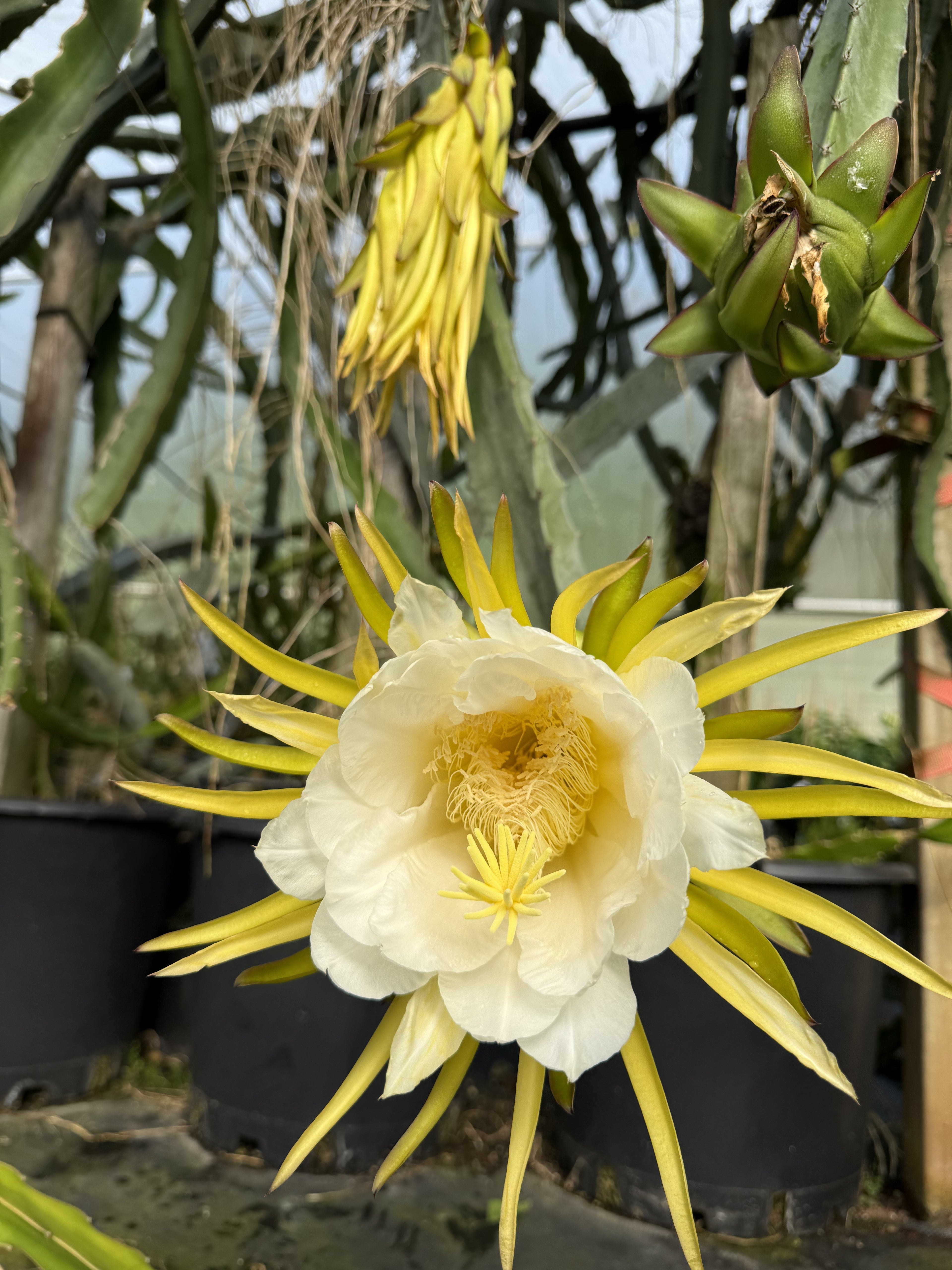 Dragonfruit - Windsor Red (ROOTED IN A POT)