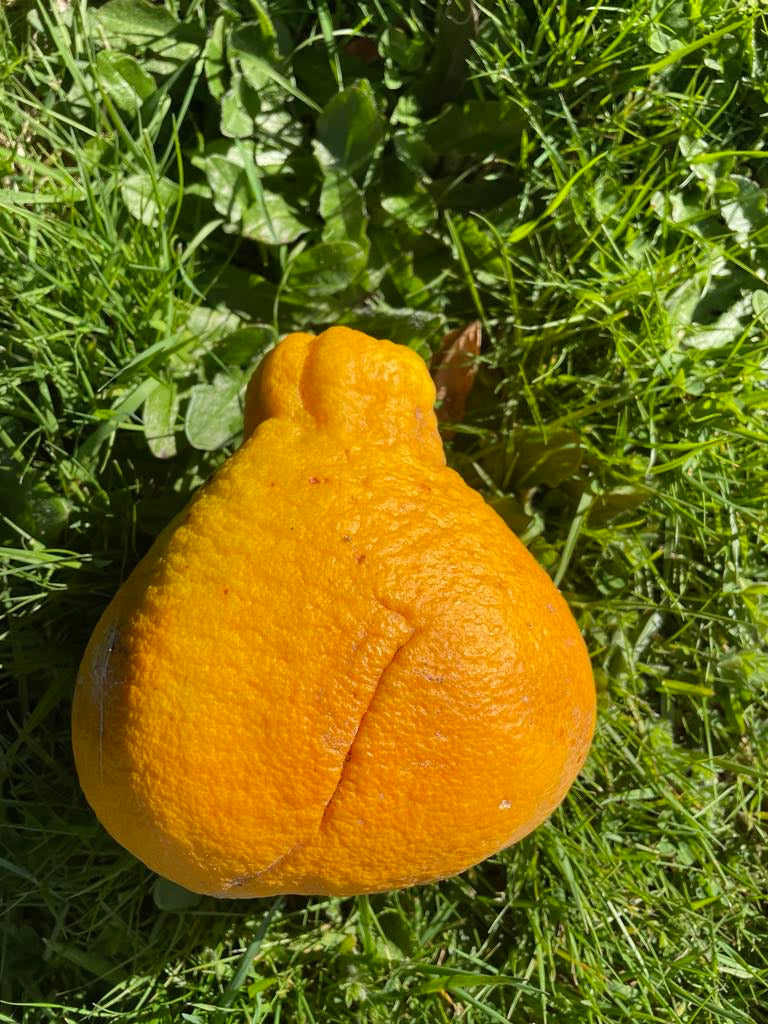 Pomelo - Kao Phuang flyingdragonnursery