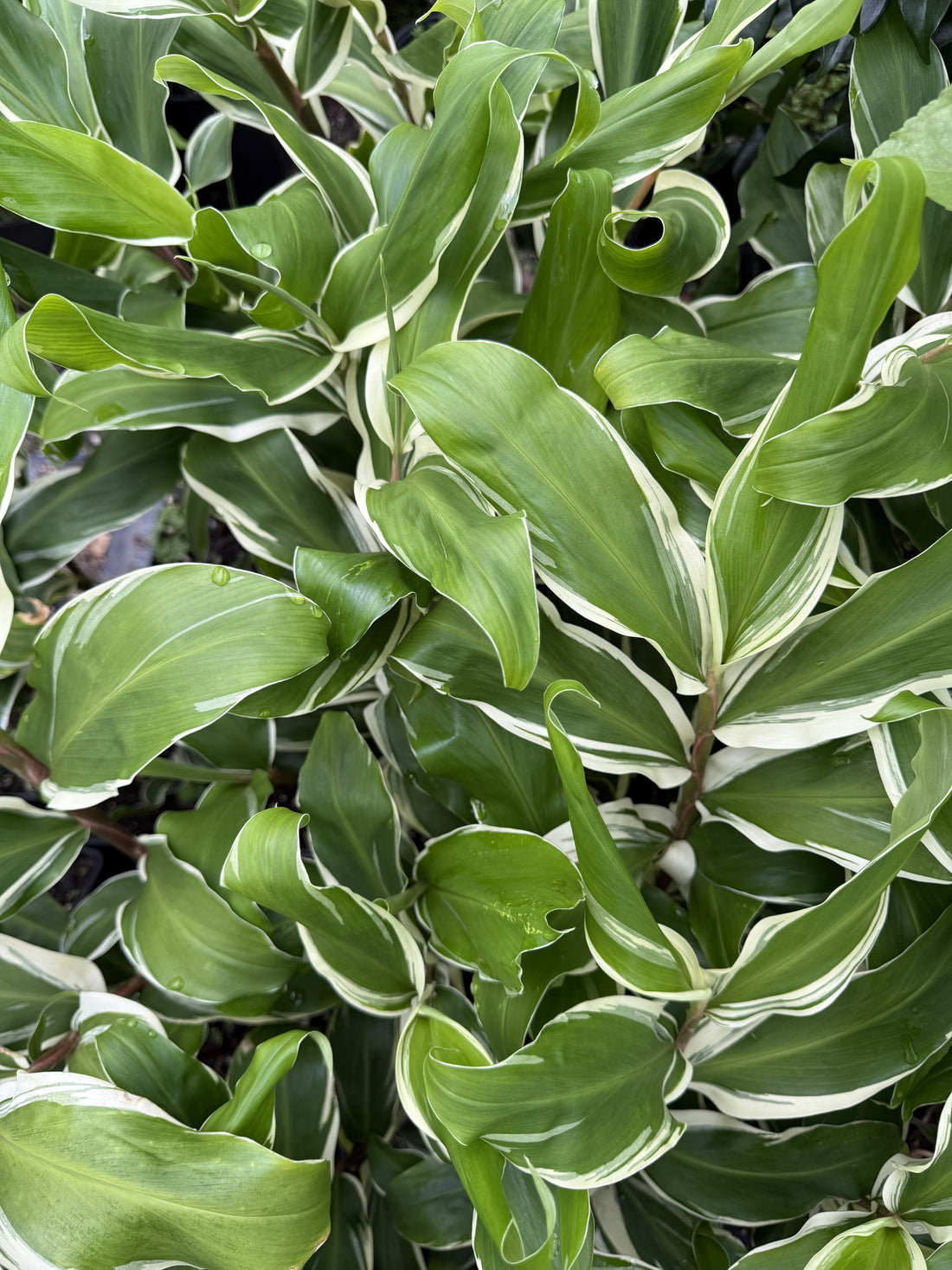 Zingiber zerumbet (Variegated Shampoo Ginger)