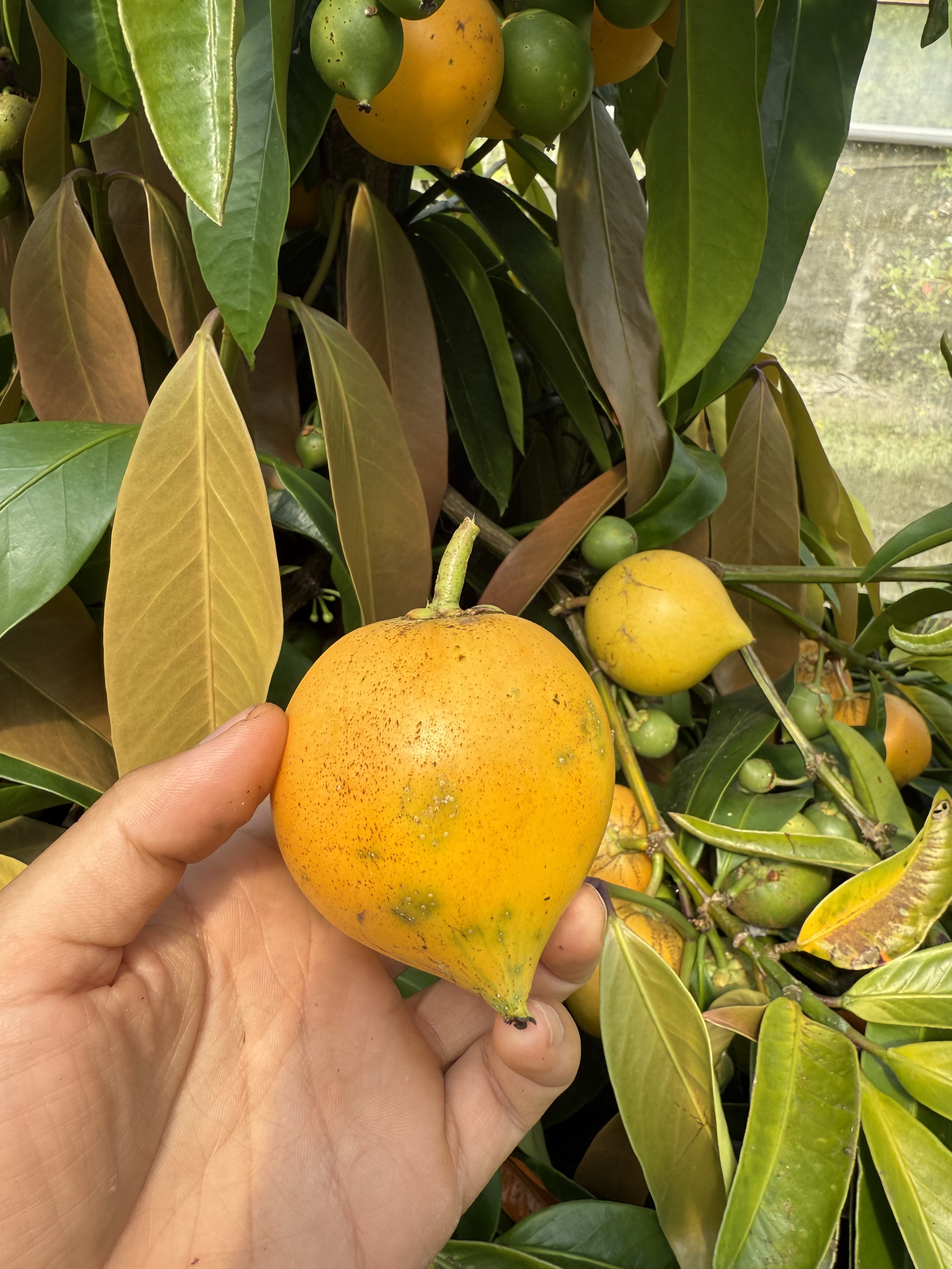 Yellow Mangosteen (Rare)