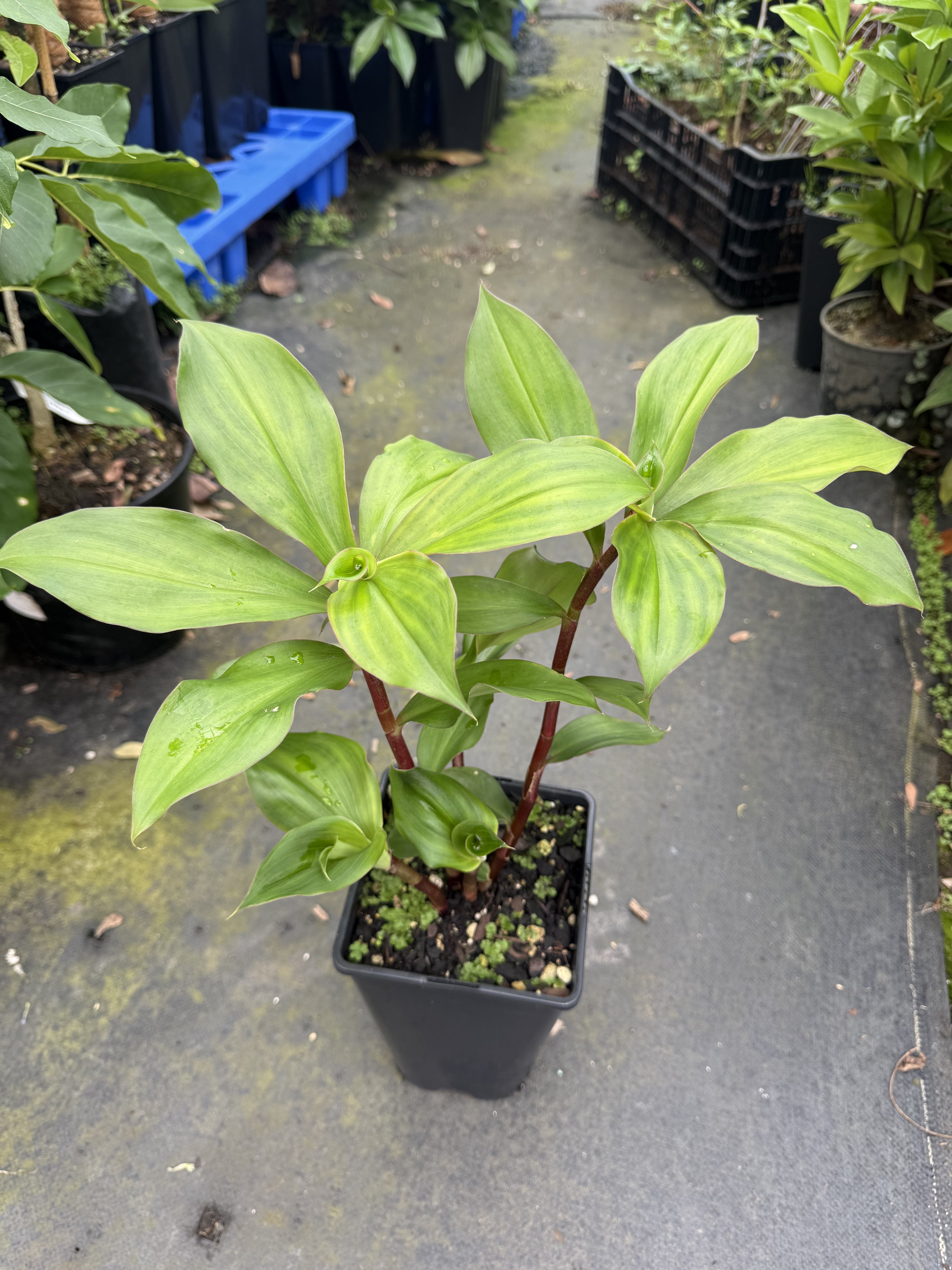 Insulin plant - Fiery Costus (Orange Flower)