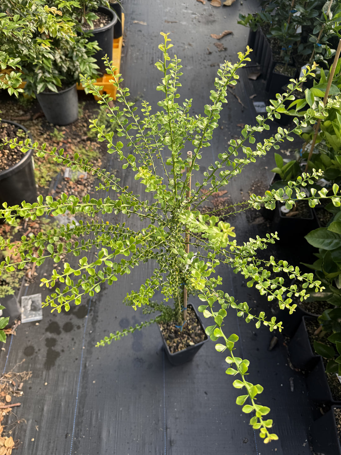 Finger Lime - Green - Mini leaf - Grafted flyingdragonnursery