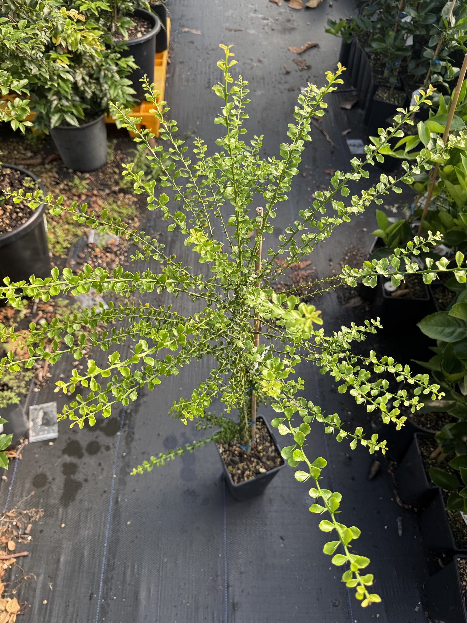 Finger Lime - Green - Mini leaf - Grafted