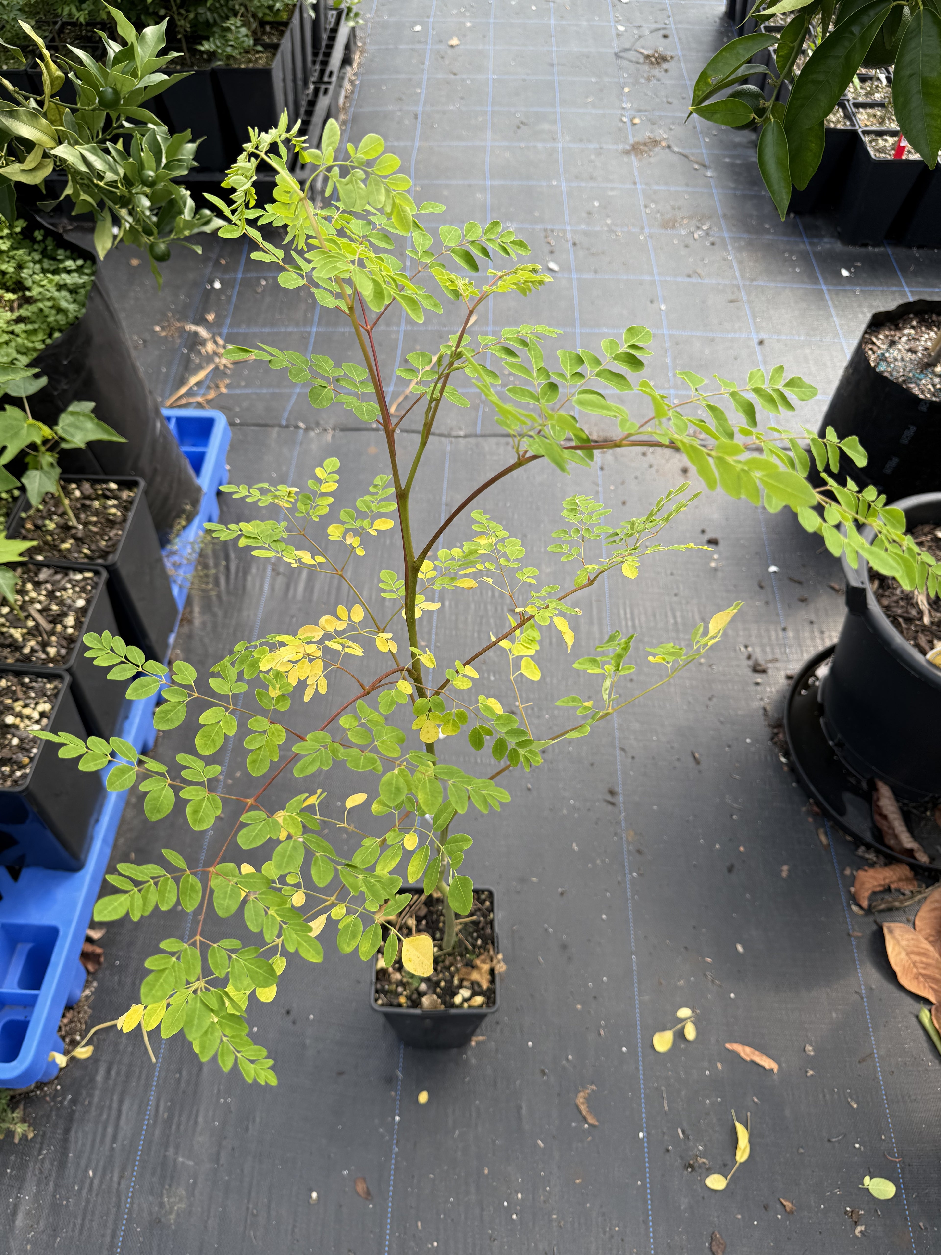 Moringa plant