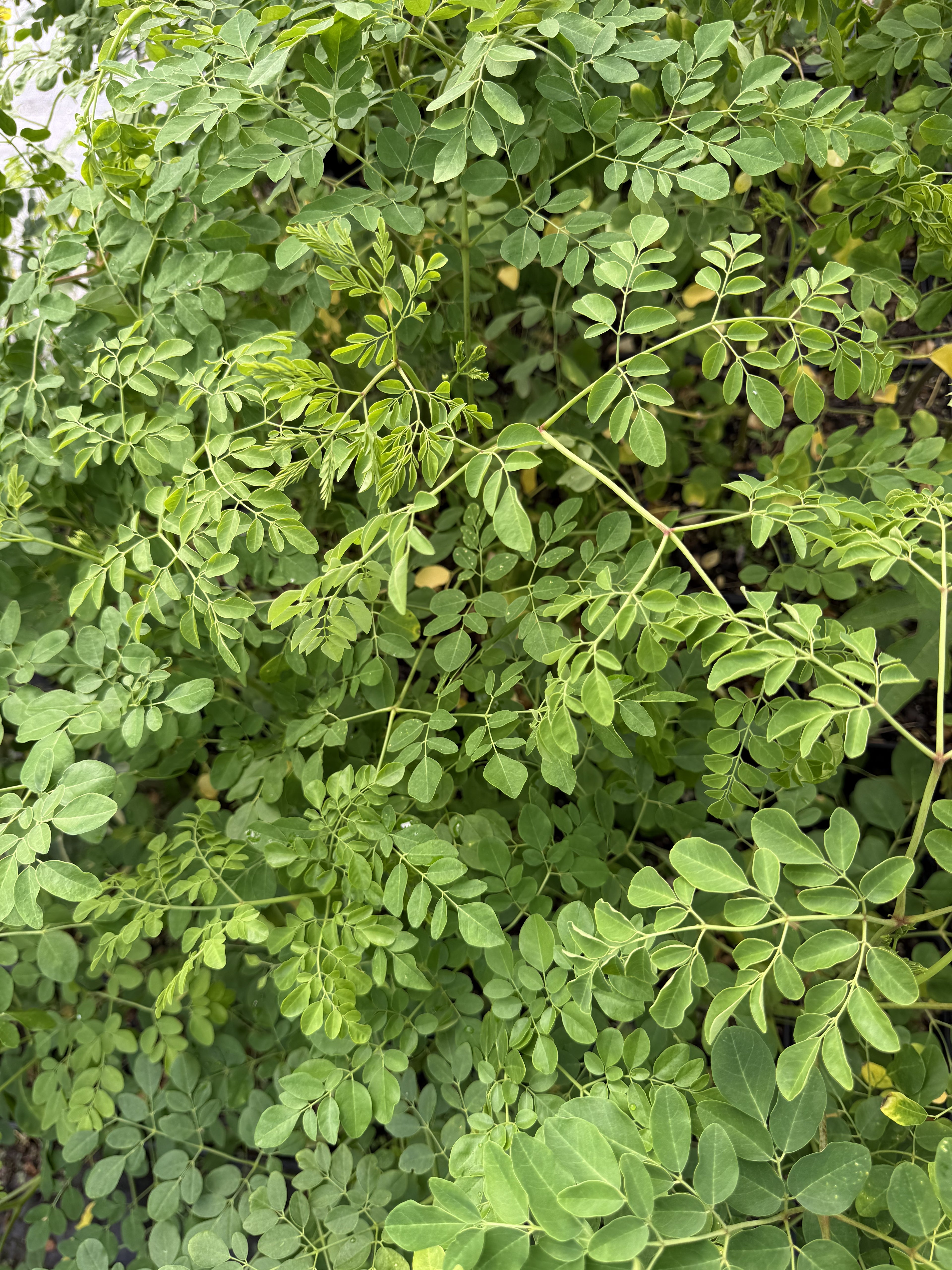 Moringa plant