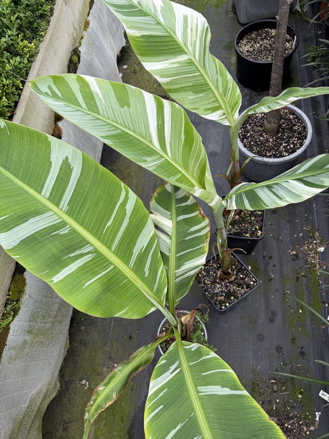 Banana - Royal Hawaiian (Variegated Ae Ae) flyingdragonnursery