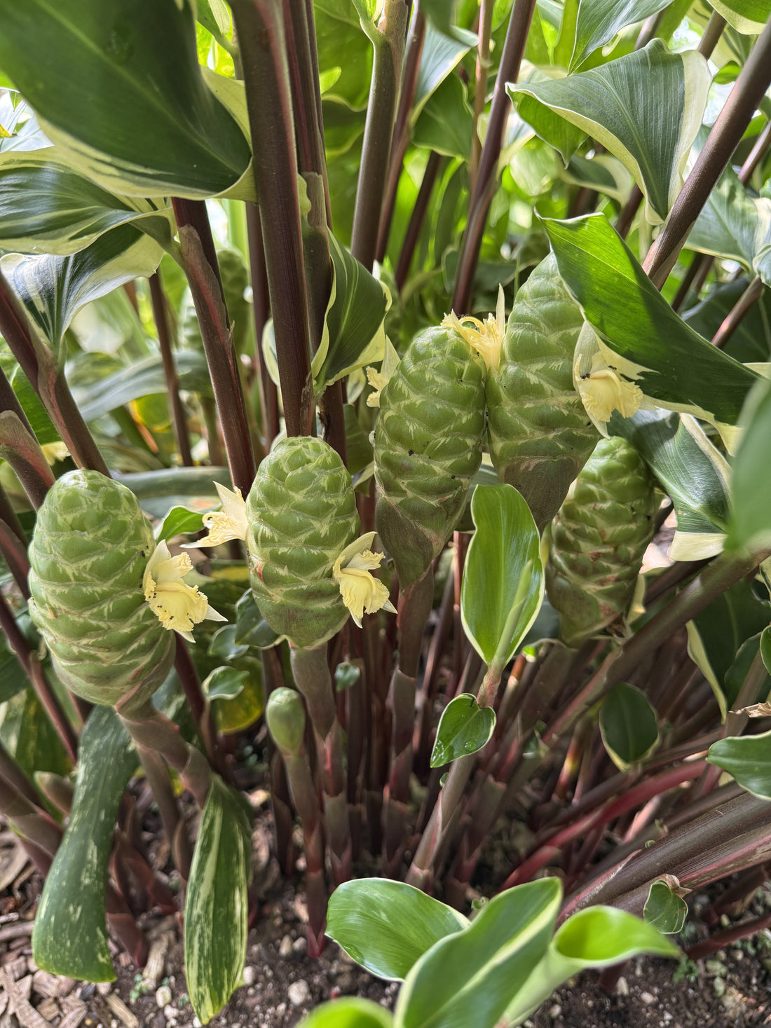 Zingiber zerumbet (Variegated Shampoo Ginger)