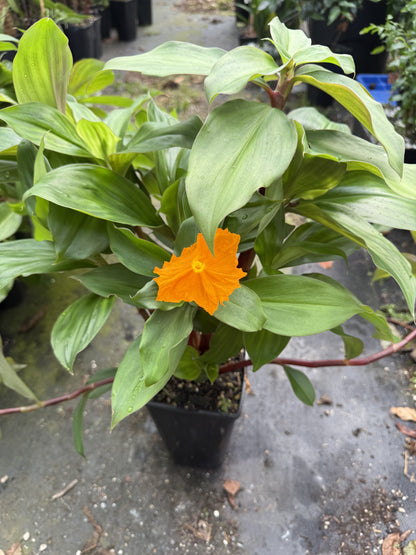 Insulin plant - Fiery Costus (Orange Flower)