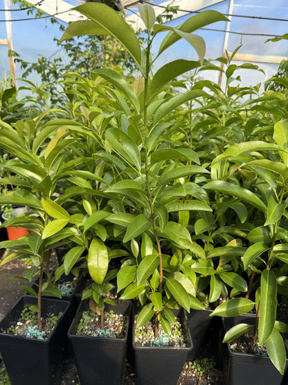 Sapodilla, Chiku Plant