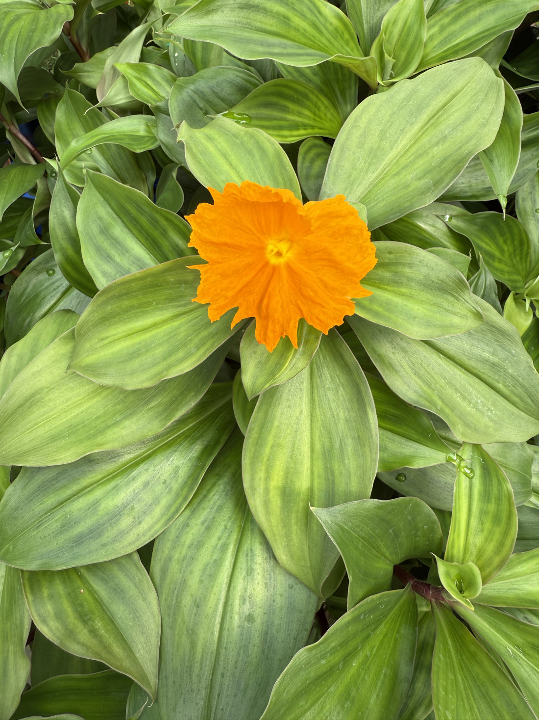 Insulin plant - Fiery Costus (Orange Flower) flyingdragonnursery