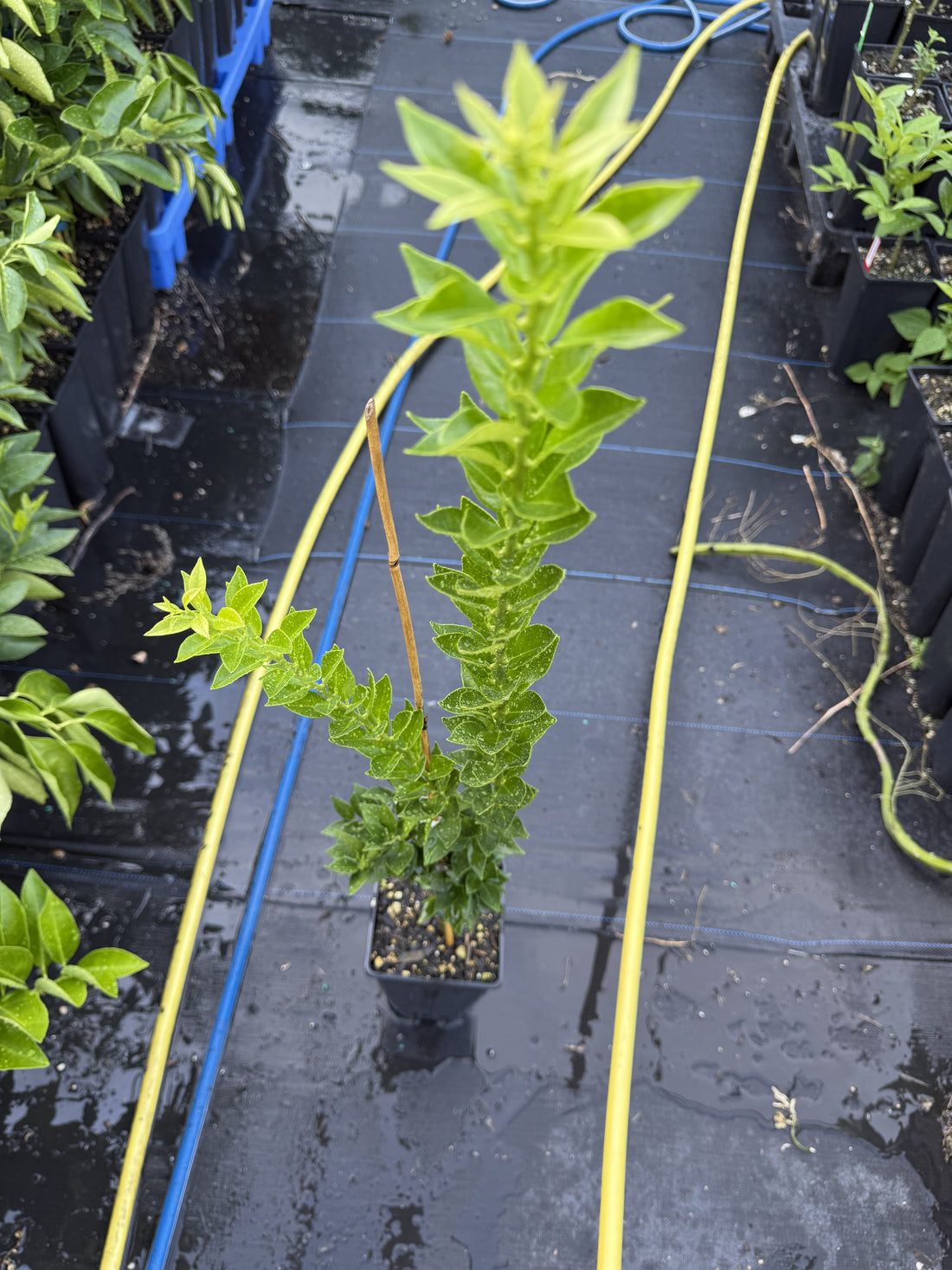 Orange - Chinotto (myrtle-leaved orange tree)