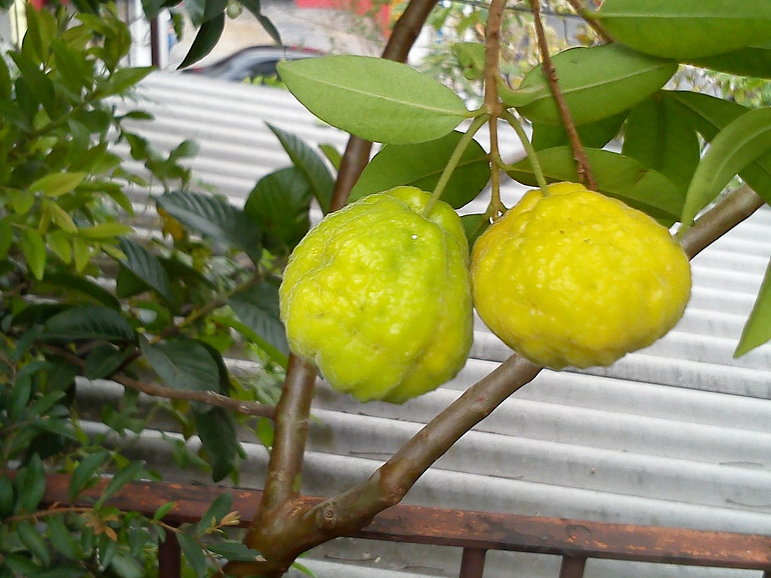 Uvalha plant