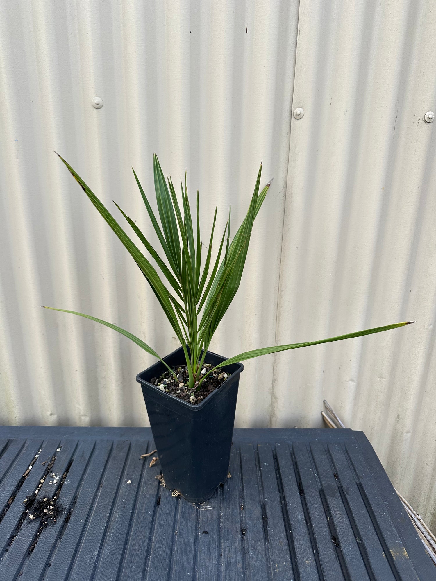 date palm plant Medjool Date Palm – flyingdragonnursery