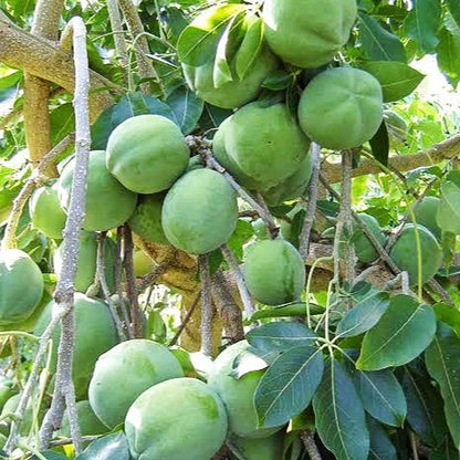 Casimiroa  / White Sapote - Te Puna - Grafted - flyingdragonnursery