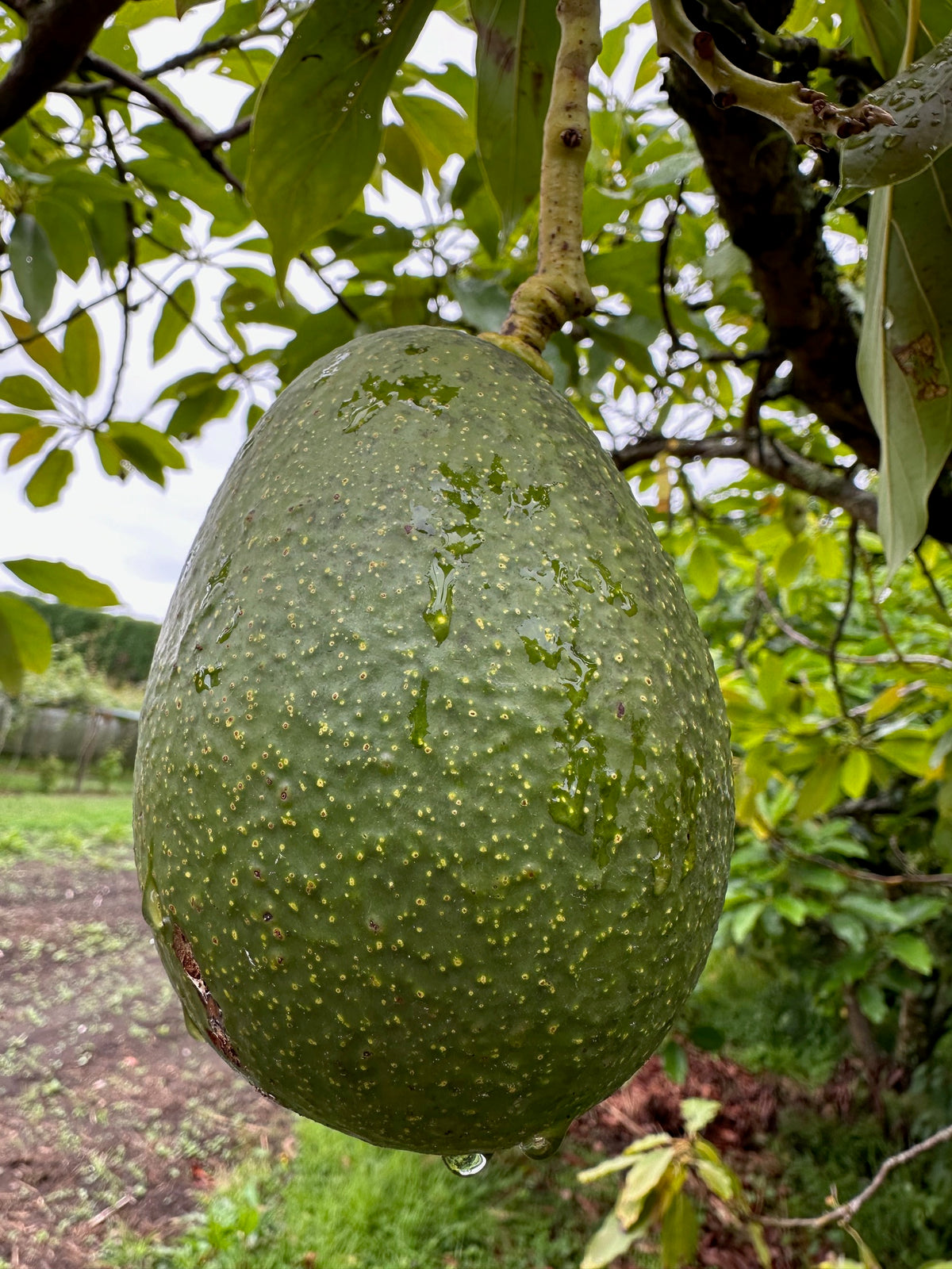 Avocado - Anaheim