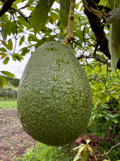 Avocado - Anaheim