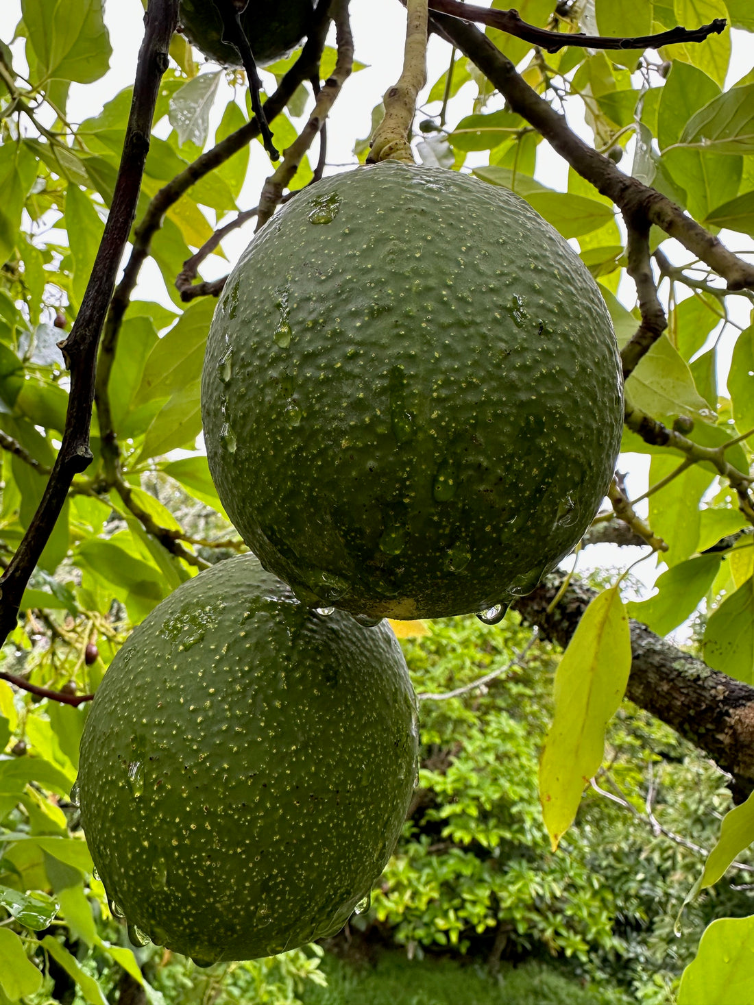Avocado - Anaheim