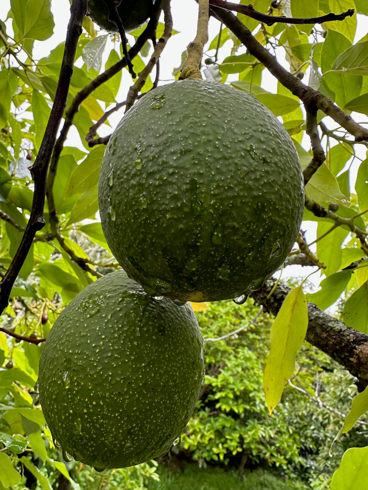 Avocado - Anaheim