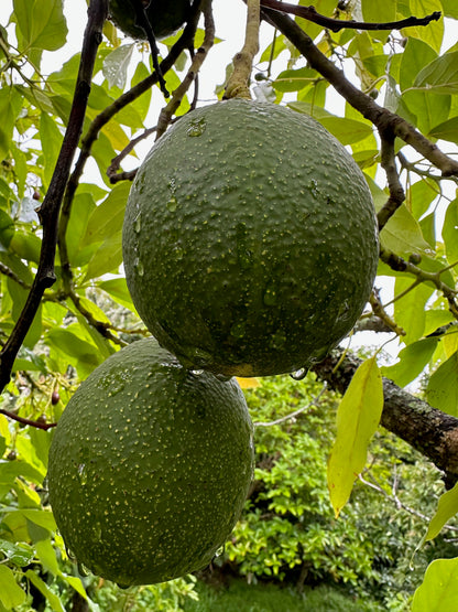Avocado - Anaheim
