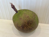 Jackfruit flyingdragonnursery