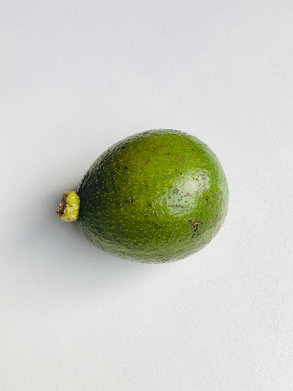 Avocado - Hopkins