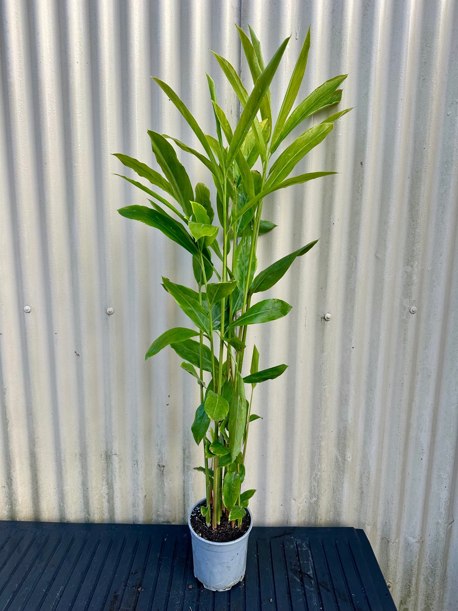 Red Thai Ginger (Red Galangal)
