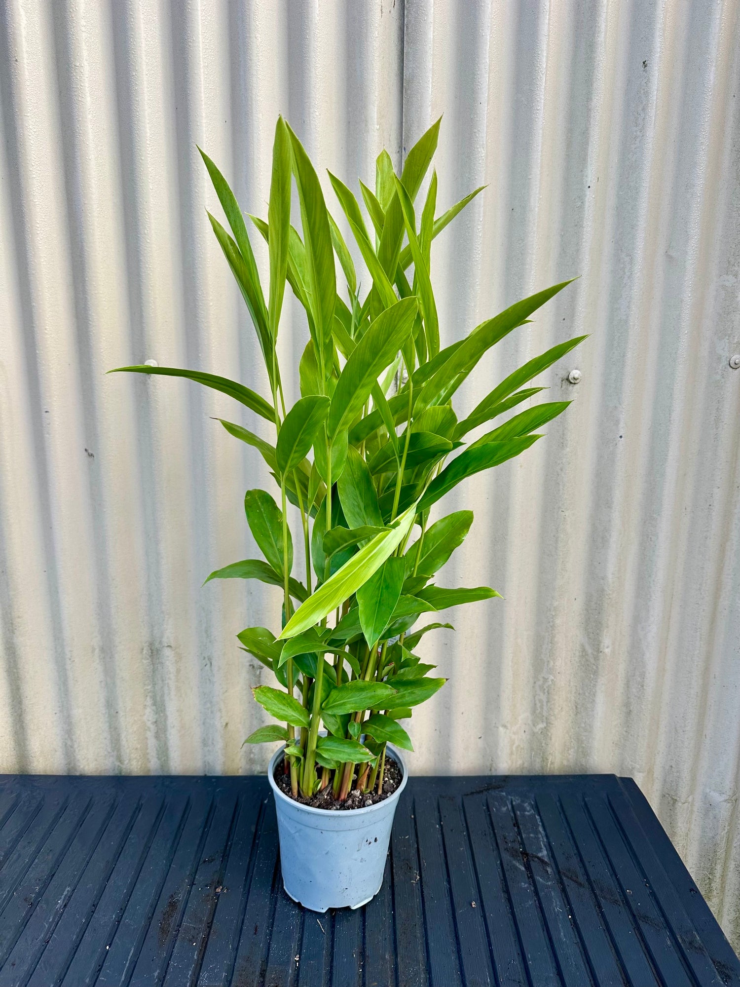 Thai Ginger (White Galangal)