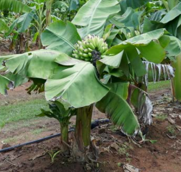 Banana - Super Dwarf Cavendish (Rare) flyingdragonnursery