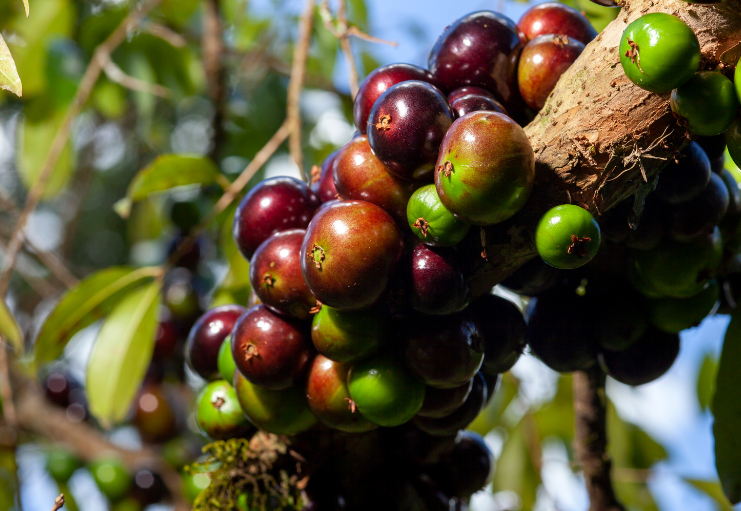 Jaboticaba - Sabara - Grafted