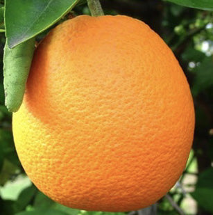 Jincheng Sweet Orange