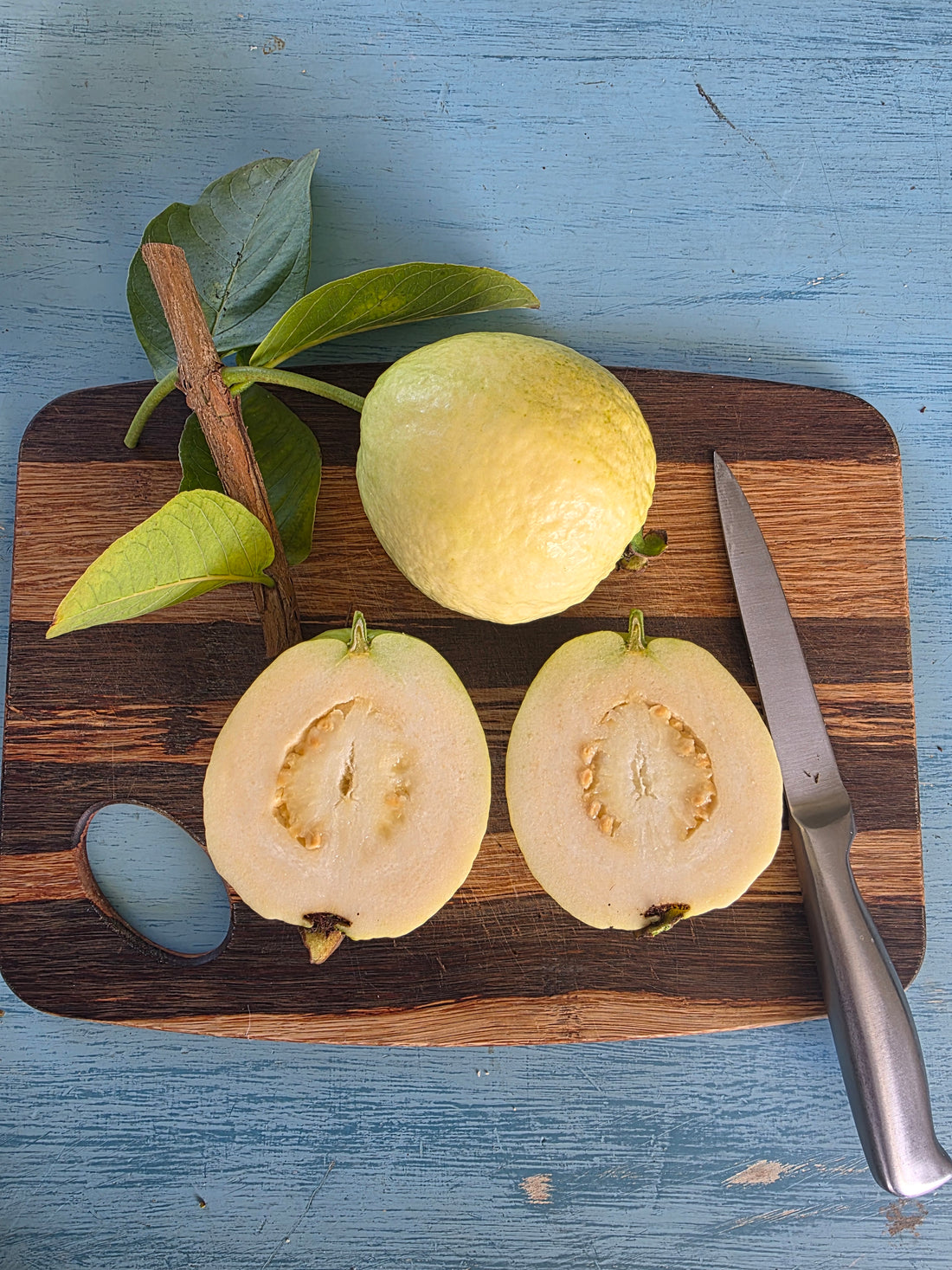 Tropical Indian White Guava (L49/Sardar) - Marcotted flyingdragonnursery