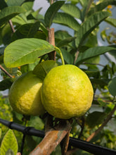Tropical Indian White Guava (L49/Sardar) - Marcotted flyingdragonnursery