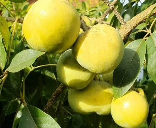 Casimiroa / White Sapote - Mac&