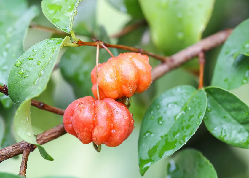 Surinam Cherry - Orange - flyingdragonnursery