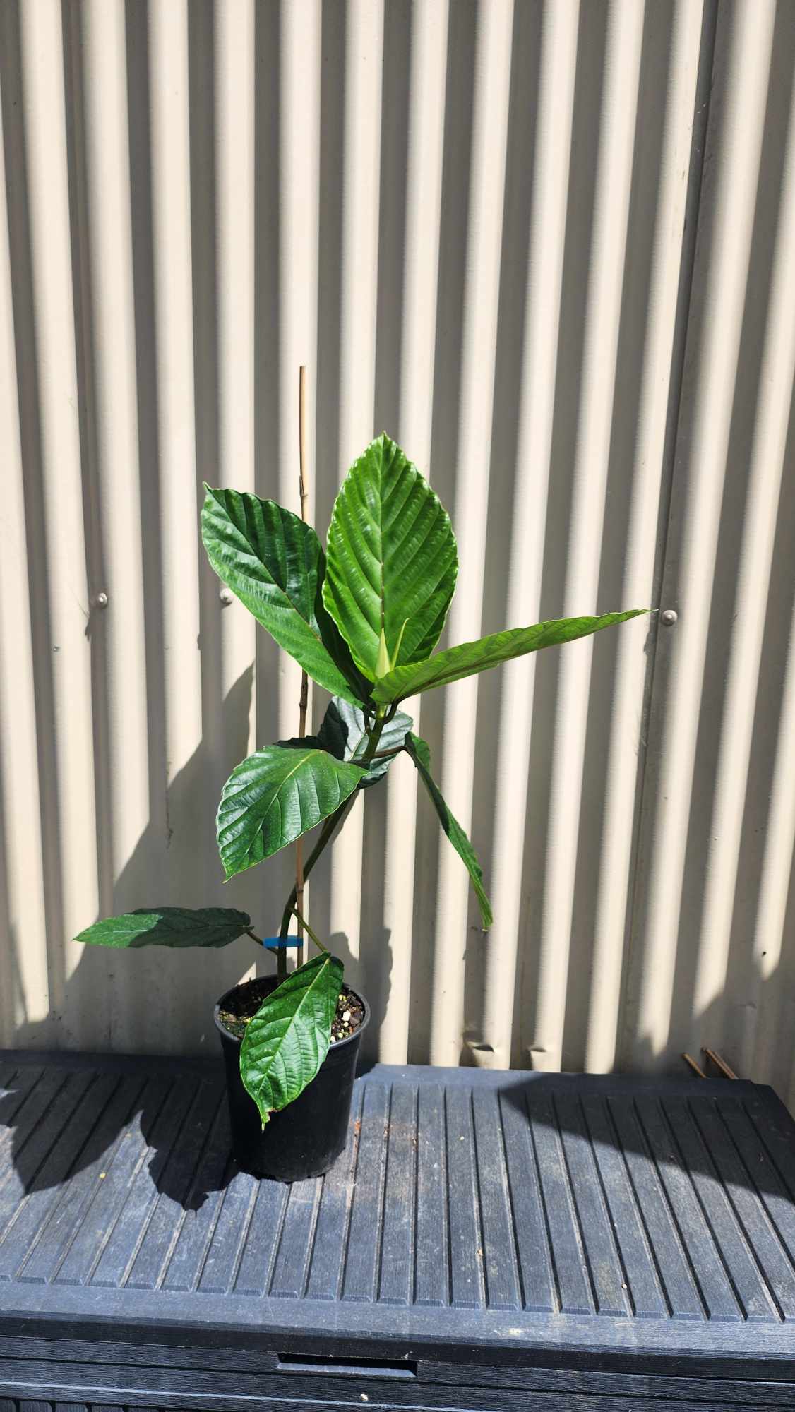 Dinner plate fig - Ficus dammaropsis